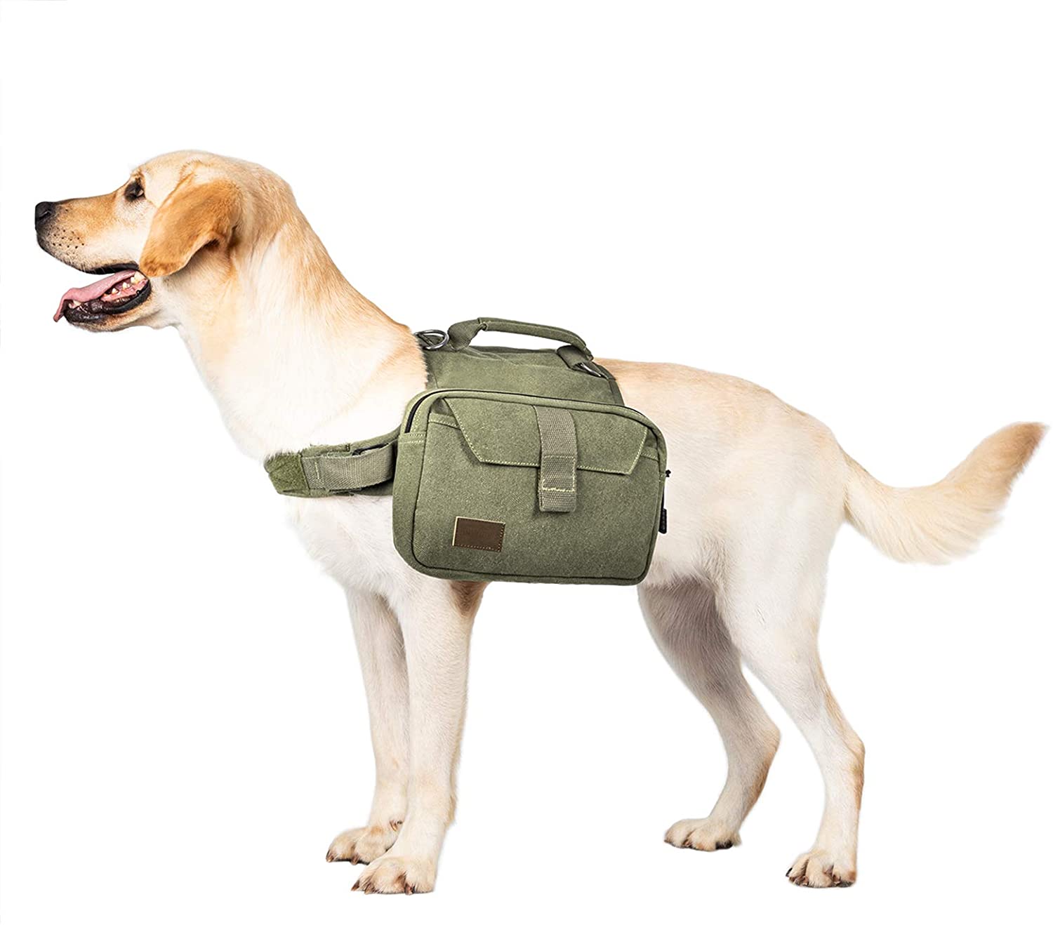 dog hiking gear